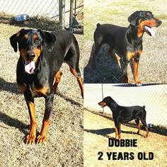 Doberman Pinscher Dogs for adoption in Ponca City, OK, USA