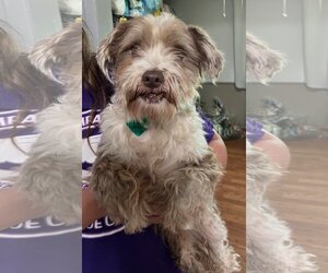 Shih Tzu-Unknown Mix Dogs for adoption in Clarkston, MI, USA
