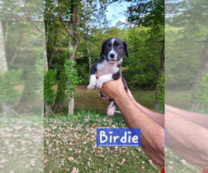 Boston Terrier-Unknown Mix Dogs for adoption in Aurora, IN, USA