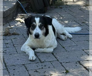 Collie-Great Pyrenees Mix Dogs for adoption in Mechanicsburg, PA, USA