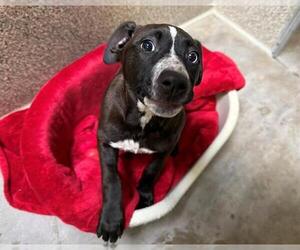 Labrador Retriever-Unknown Mix Dogs for adoption in Santa Rosa, CA, USA