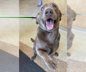 Mastiff-Unknown Mix Dogs for adoption in Riverside, CA, USA