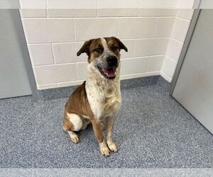 Saint Bernard-Unknown Mix Dogs for adoption in Grovetown, GA, USA