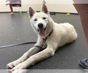 - Mix Dogs for adoption in Pasadena, CA, USA