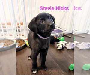 Golden Retriever-Unknown Mix Dogs for adoption in Des Moines, IA, USA