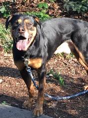 Small Black and Tan Coonhound-Rottweiler Mix