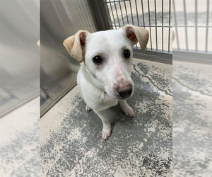 Chihuahua-Labrador Retriever Mix Dogs for adoption in Fairbanks, AK, USA