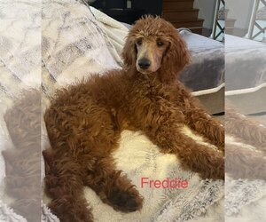 Goldendoodle Dogs for adoption in Parker Ford, PA, USA