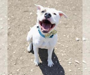 American Staffordshire Terrier Dogs for adoption in San Antonio, TX, USA