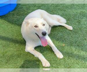 Siberian Husky Dogs for adoption in Orange, CA, USA