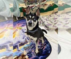 Siberian Husky-Unknown Mix Dogs for adoption in Fort Wayne, IN, USA
