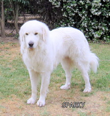 Medium Photo #1 Great Pyrenees Puppy For Sale in Lindsay, CA, USA