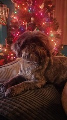 Shih Tzu Dogs for adoption in Hedgesville, WV, USA