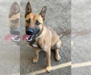 German Shepherd Dog Dogs for adoption in Riverside, CA, USA