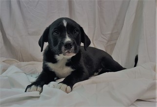 Medium Photo #1 Border Collie Puppy For Sale in Chicago, IL, USA