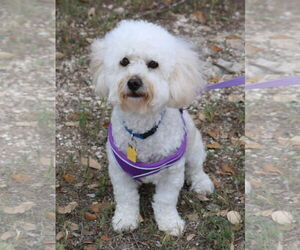 Poodle (Miniature)-Unknown Mix Dogs for adoption in Bandera, TX, USA