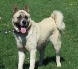 Akita Dogs for adoption in Woodbridge, VA, USA