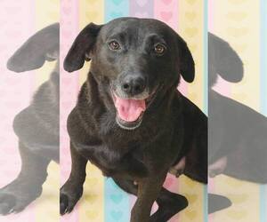 Dachsador Dogs for adoption in Oakhurst, NJ, USA