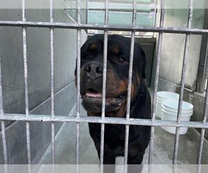 Rottweiler Dogs for adoption in Pasadena, CA, USA
