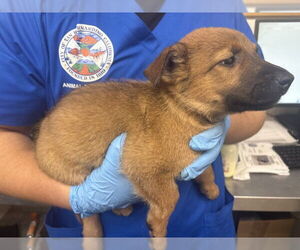 German Shepherd Dog-Unknown Mix Dogs for adoption in San Bernardino, CA, USA