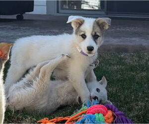 Golden Pyrenees Dogs for adoption in Lakewood, CO, USA