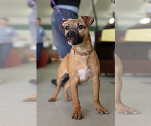 Mutt Dogs for adoption in Hillsboro, NH, USA