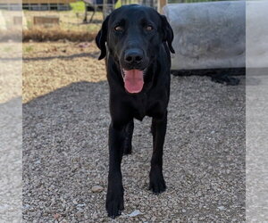 Labrador Retriever Dogs for adoption in Vail, AZ, USA