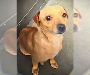 Chihuahua Dogs for adoption in Fallbrook, CA, USA