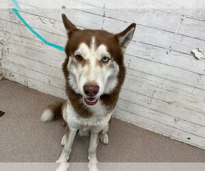 Siberian Husky Dogs for adoption in San Bernardino, CA, USA