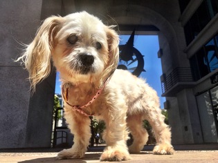 Shih Tzu Dogs for adoption in Redondo Beach, CA, USA