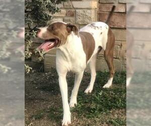 American Pit Bull Terrier-Pointer Mix Dogs for adoption in Irving, TX, USA