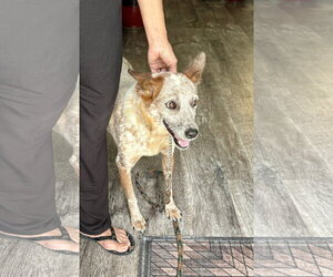 Mutt Dogs for adoption in Garden City, NY, USA