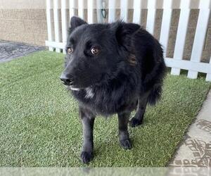 Australian Shepherd-Unknown Mix Dogs for adoption in Modesto, CA, USA