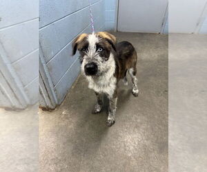 Mutt Dogs for adoption in Evansville, IN, USA
