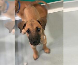 German Shepherd Dog-Unknown Mix Dogs for adoption in Visalia, CA, USA