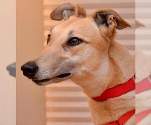 Greyhound Dogs for adoption in Minneapolis, MN, USA