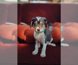 Rat Terrier Dogs for adoption in Santa Fe, TX, USA