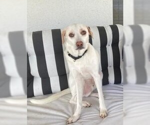 Huskies -Labrador Retriever Mix Dogs for adoption in Tampa, FL, USA