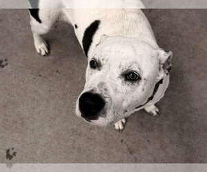 Mutt Dogs for adoption in Tulsa, OK, USA