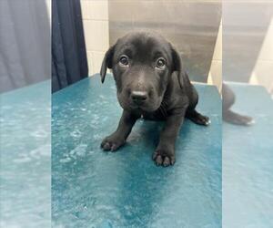 Labrador Retriever-Unknown Mix Dogs for adoption in Mobile, AL, USA
