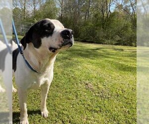 Anatolian Shepherd Dogs for adoption in Lucedale, MS, USA