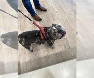 Bulldog Dogs for adoption in Pearland, TX, USA