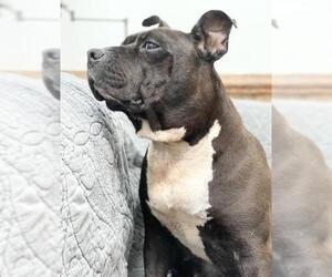 American Bulldog Dogs for adoption in Hudson, NY, USA