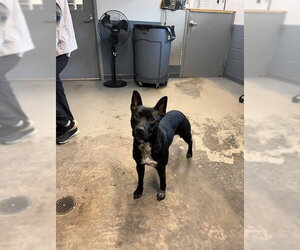 Mutt Dogs for adoption in Tallahassee, FL, USA