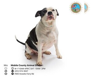 Bulldog Dogs for adoption in Mobile, AL, USA