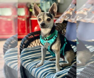 Chihuahua-Unknown Mix Dogs for adoption in Sanford, FL, USA