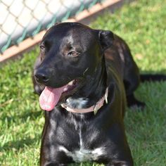 Lab-Pointer Dogs for adoption in Vancouver, WA, USA