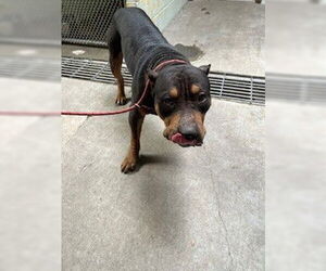 Bullypit Dogs for adoption in Stockton, CA, USA