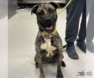 Retriever -Unknown Mix Dogs for adoption in Washington, DC, USA