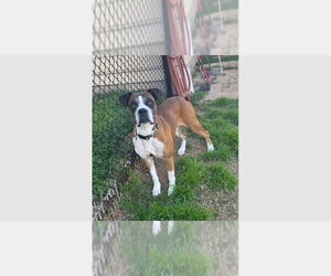 Boxer Dogs for adoption in Austin, TX, USA